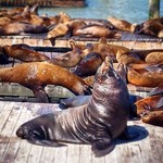 #fishermanswharf Instagram of the week from user @bryantfox86