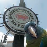 #FishermansWharf Instagram of the week from @sfzoo #sanfrancisco #sf #sfbayarea #travel #visitca #alwayssf
