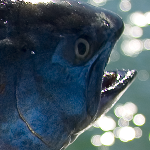Sport Fishing