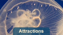 Attractions_275x135_Aquarium.png