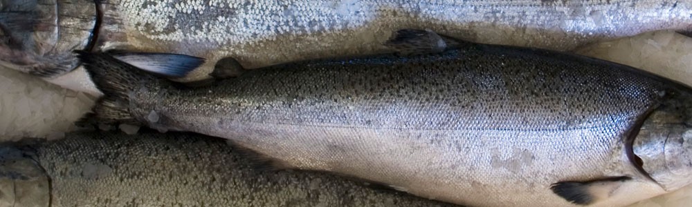 Fish-Hallahan.jpg