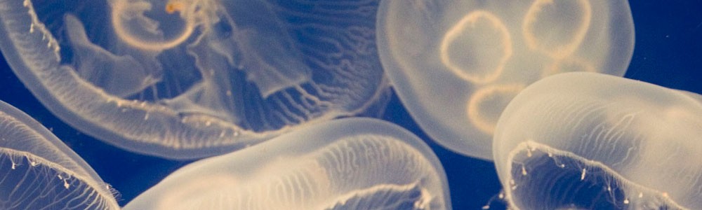 Jellyfish-Hallahan.jpg