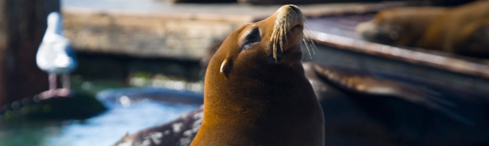 SEALION.jpg