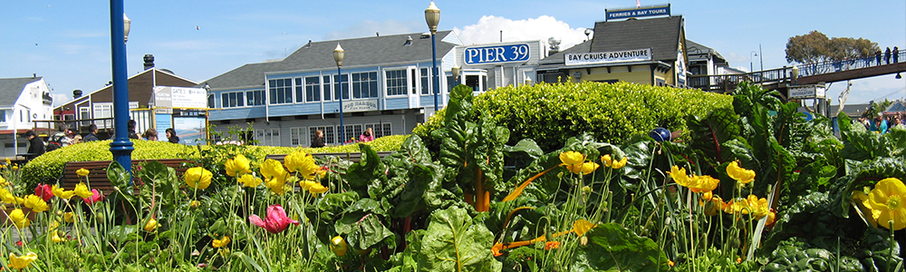 pier39nflowers.png