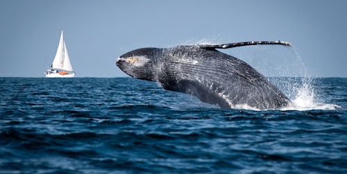 whale tours
