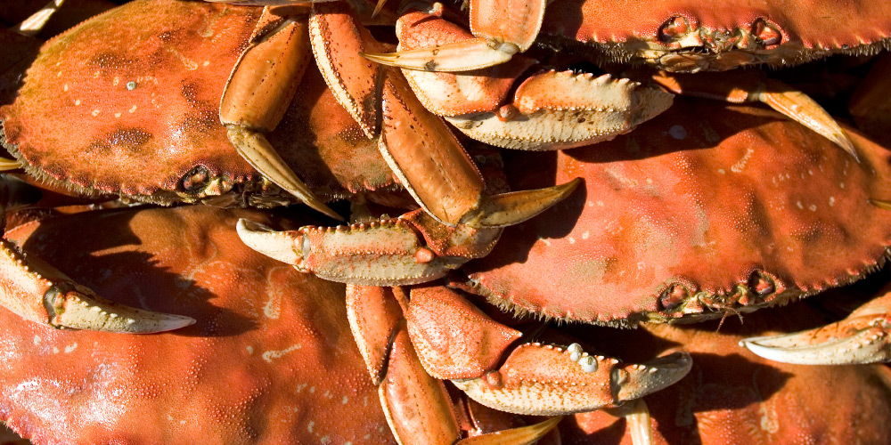Crab Season is Here!